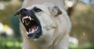 Pravo na novčanu naknadu usled ujeda psa lutalice